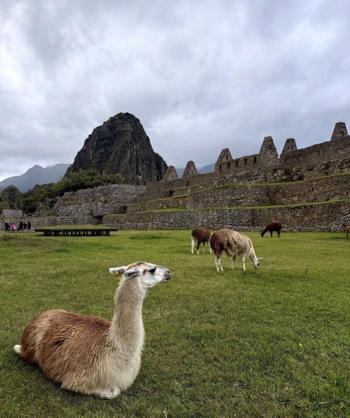 Llamas resting and grazing on Machu Picchu's lawn under grey clouds